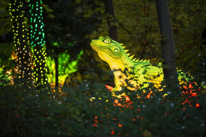 Wystawa Garden of Lights: Dzika Azja we wrocławskim zoo, październik 2024
